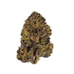 Purple Queen – Premium