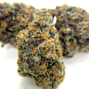 White Gusher – Exotic